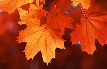 leaves
